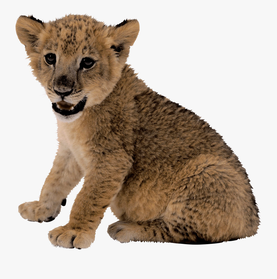 Transparent Lion Clipart - Transparent Lion Cub Png, Transparent Clipart