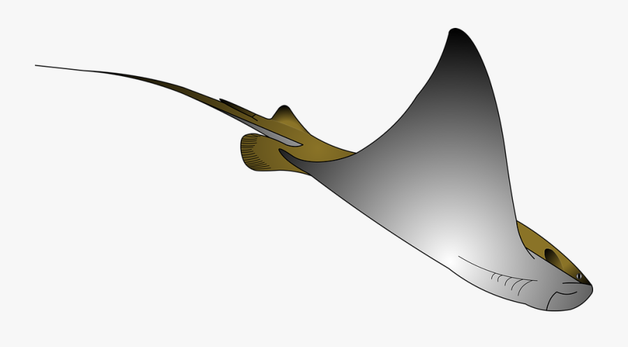 Transparent Manta Ray Png - ภาพ วาด ปลา กระเบน, Transparent Clipart