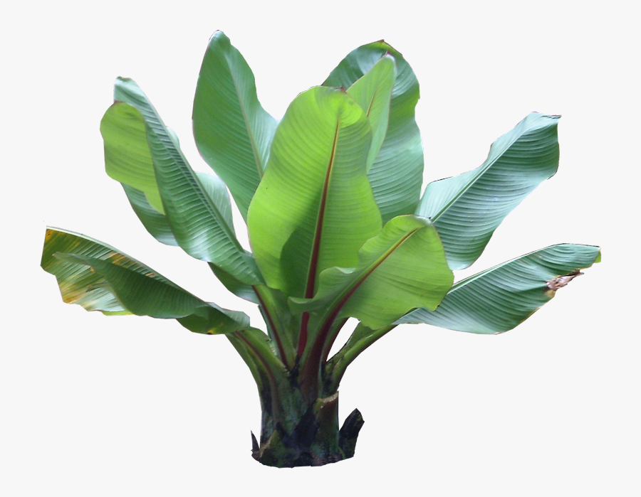 Clip Art Pictures And Names Plant - Tropical Plant Photoshop, Transparent Clipart
