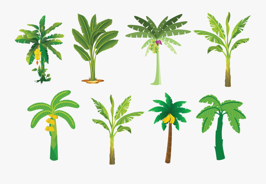 Banana Tree Vector - Banana Tree Vector Free, Transparent Clipart