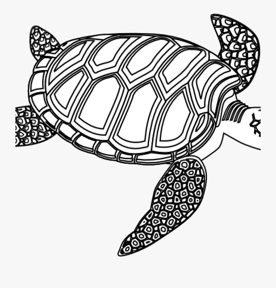 Turtle Clipart Black And White - Turtle Black And White Clipart Png, Transparent Clipart