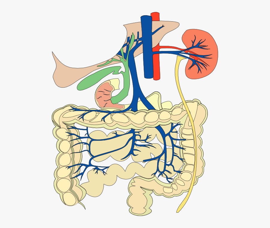 Circulatory System And Digestive System Work Together, Transparent Clipart
