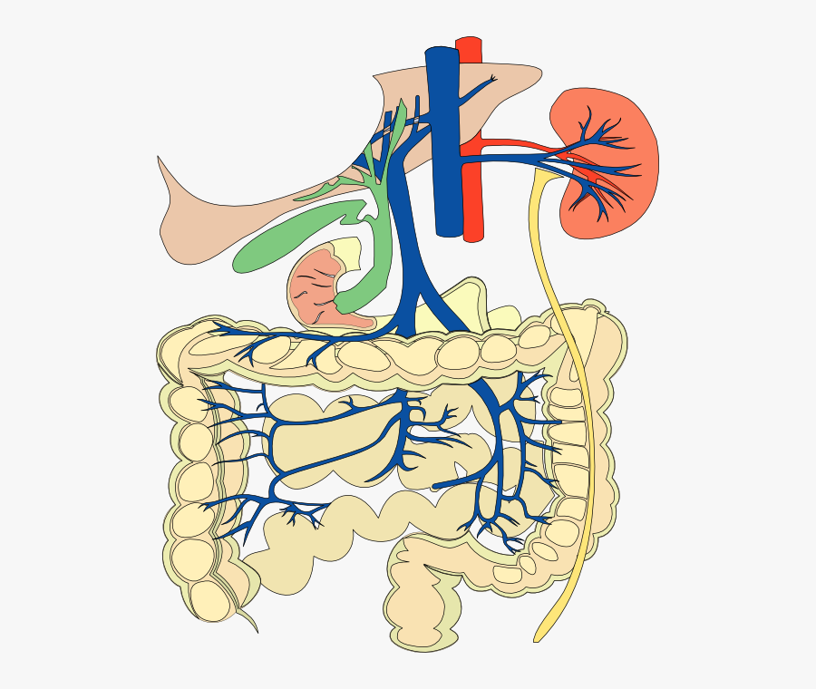 circulatory-system-and-digestive-system-work-together-free