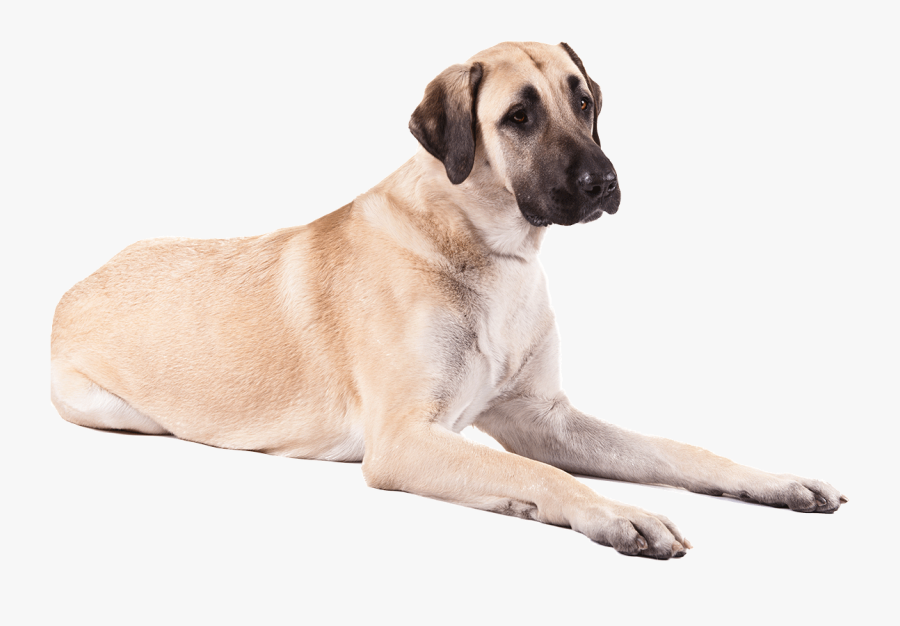 Mastiff,anatolian Shepherd Dog,great Dane,black Mouth - Anatolian Shepherd Png, Transparent Clipart