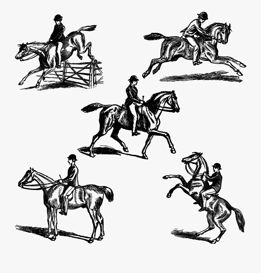 Horse Riding Equestrian Drawings Illustrations Digital - Horse Riding Clip Art, Transparent Clipart