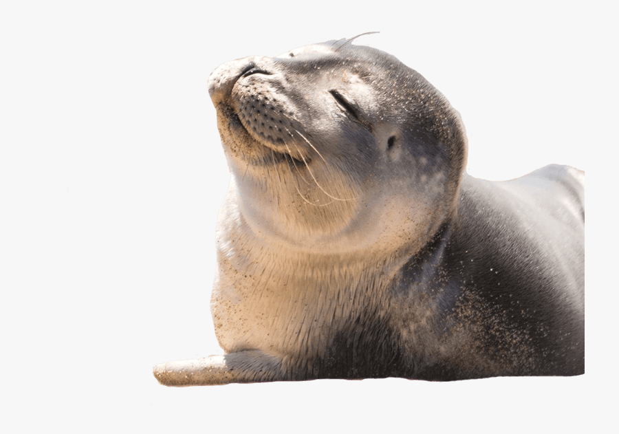 Transparent Seal Animal Png - Harbor Seal, Transparent Clipart
