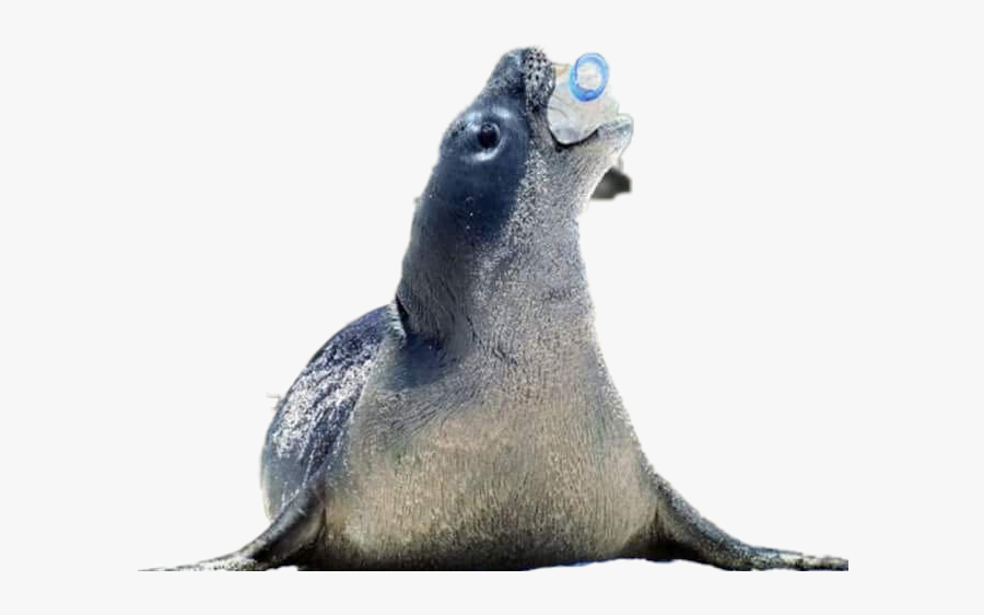 California Sea Lion - Hewan Yang Terkena Pencemaran Air, Transparent Clipart