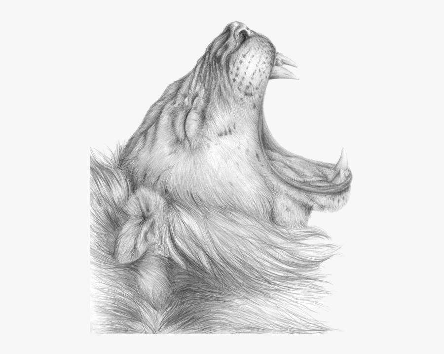 Lioness Roar Png Clipart - Drawing, Transparent Clipart