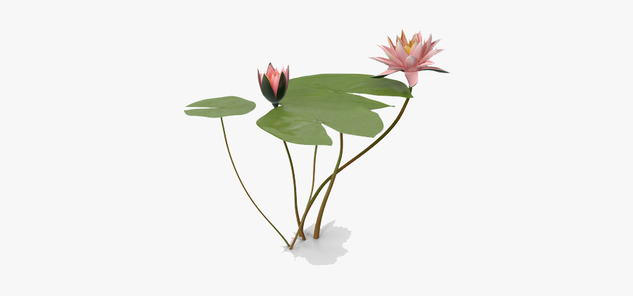 Water Lily Png Photo - Transparent Water Lily Png, Transparent Clipart