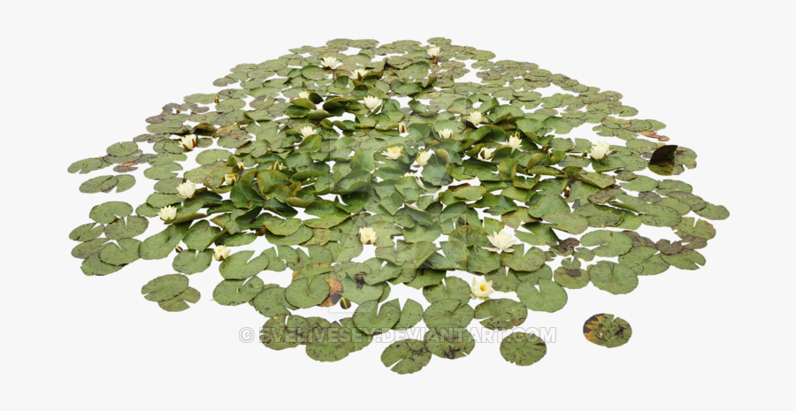 Acuáticas Waterlily Pond Png - Ground Cover Plants Png, Transparent Clipart