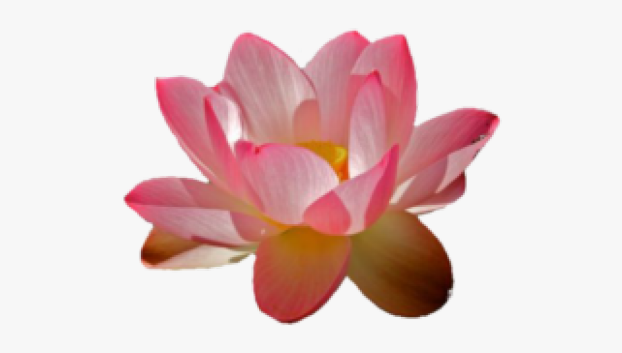 Water Lily Png Transparent Images - Water Lilies Transparent Background, Transparent Clipart
