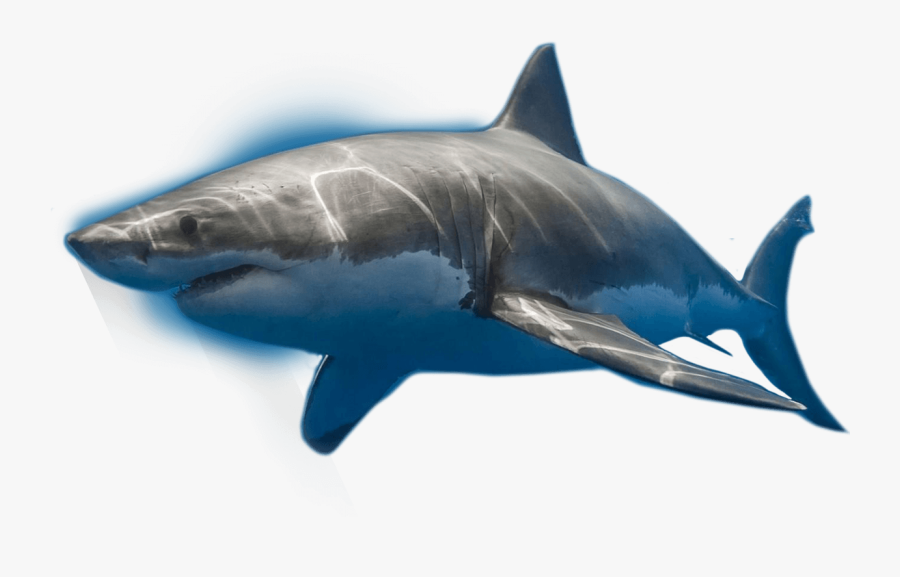 Shark,fish,fin,great White Shark,fish,marine Biology,marine - Great White Shark, Transparent Clipart