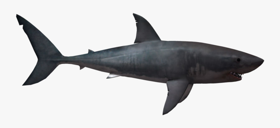 Shark Png - Great White Shark No Background, Transparent Clipart