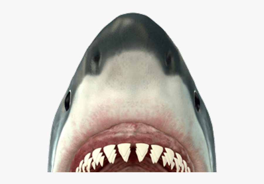 Shark Head Png - Shark Mouth Png, Transparent Clipart