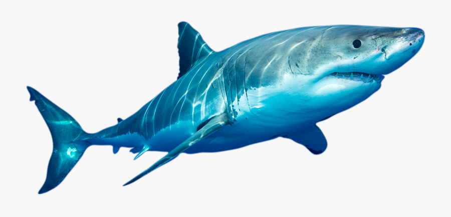 Clip Art Sharks Images - Great White Shark Png, Transparent Clipart