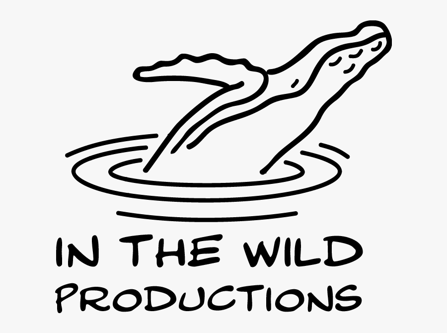 In The Wild Productions Whale Footage Whale Watch Videos - Line Art, Transparent Clipart