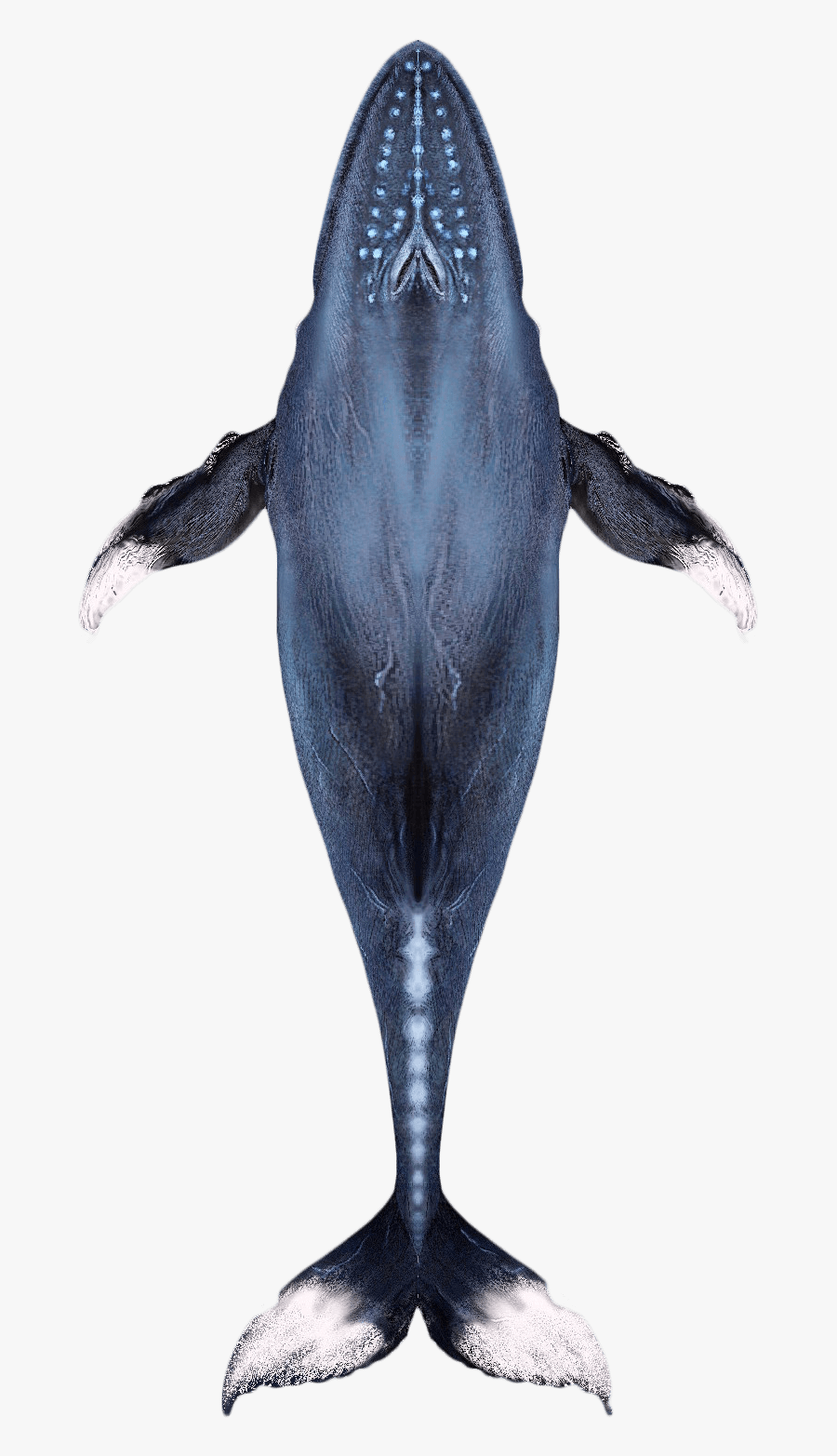 Humpback Whale, Transparent Clipart