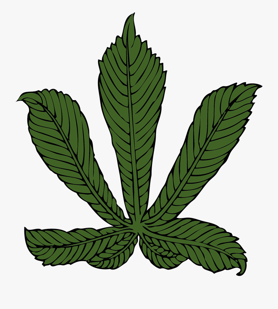 Plant,leaf,hemp Family - Horse Chestnut Leaf, Transparent Clipart