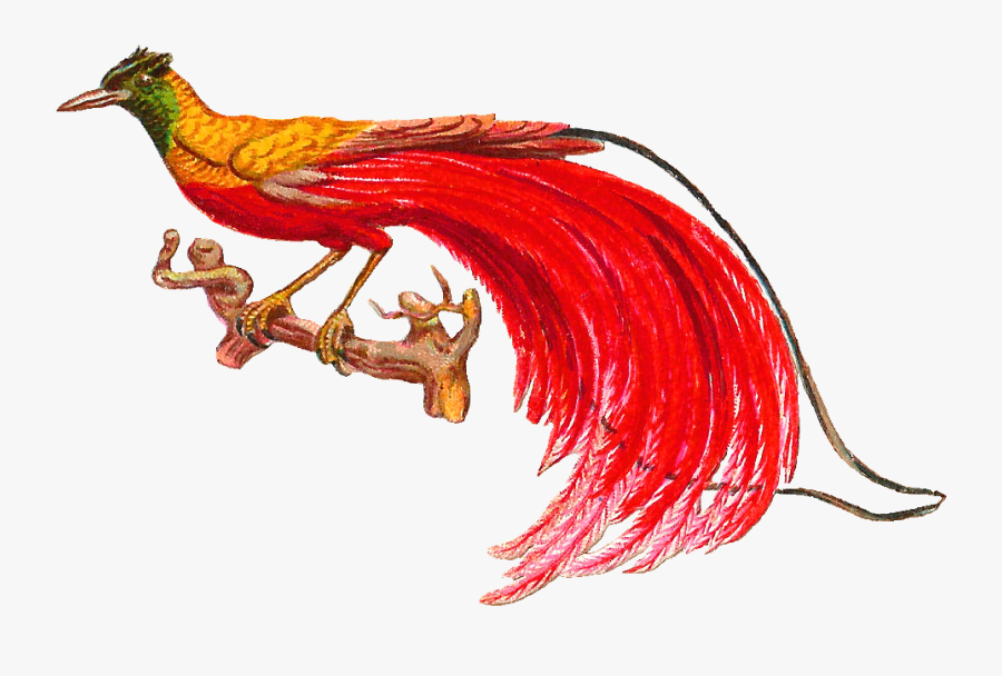 Bird Of Paradise Graphics, Transparent Clipart