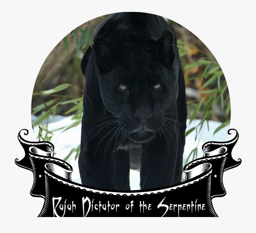 Black Panther Face Snow Walking Big Cat Winter Predator - Panther Wallpaper Hd, Transparent Clipart