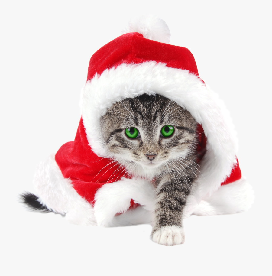 Cute Cat In Santa Hat, Transparent Clipart