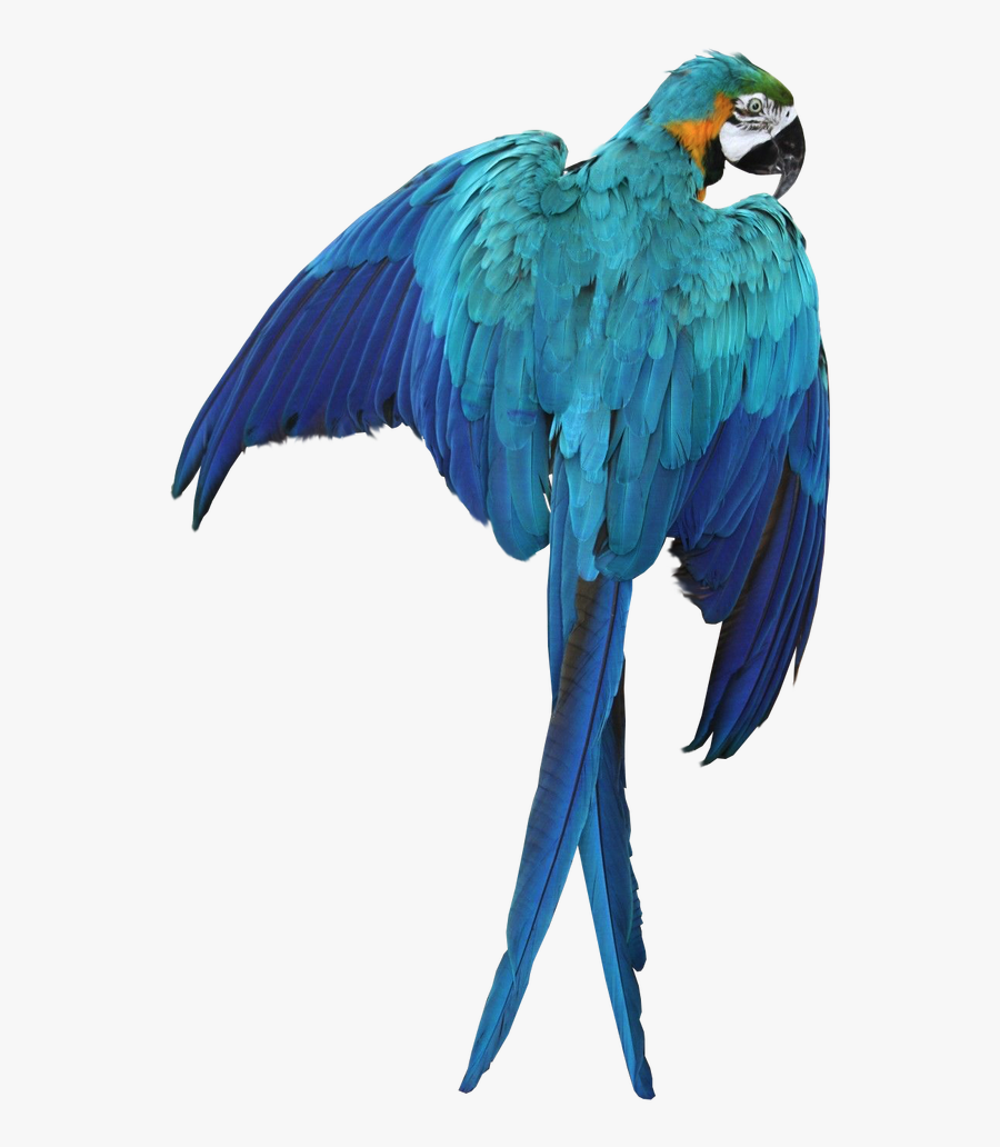 Macaw Png Transparent Images - Parrot Transparent, Transparent Clipart