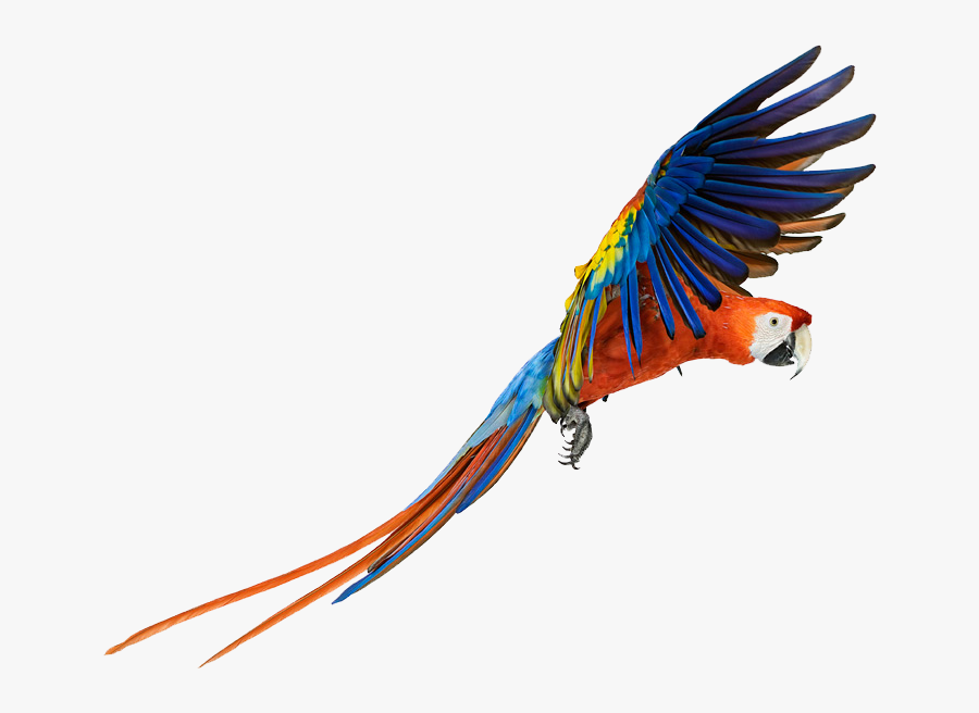 Macaw Png Pic - Flying Macaw Png, Transparent Clipart