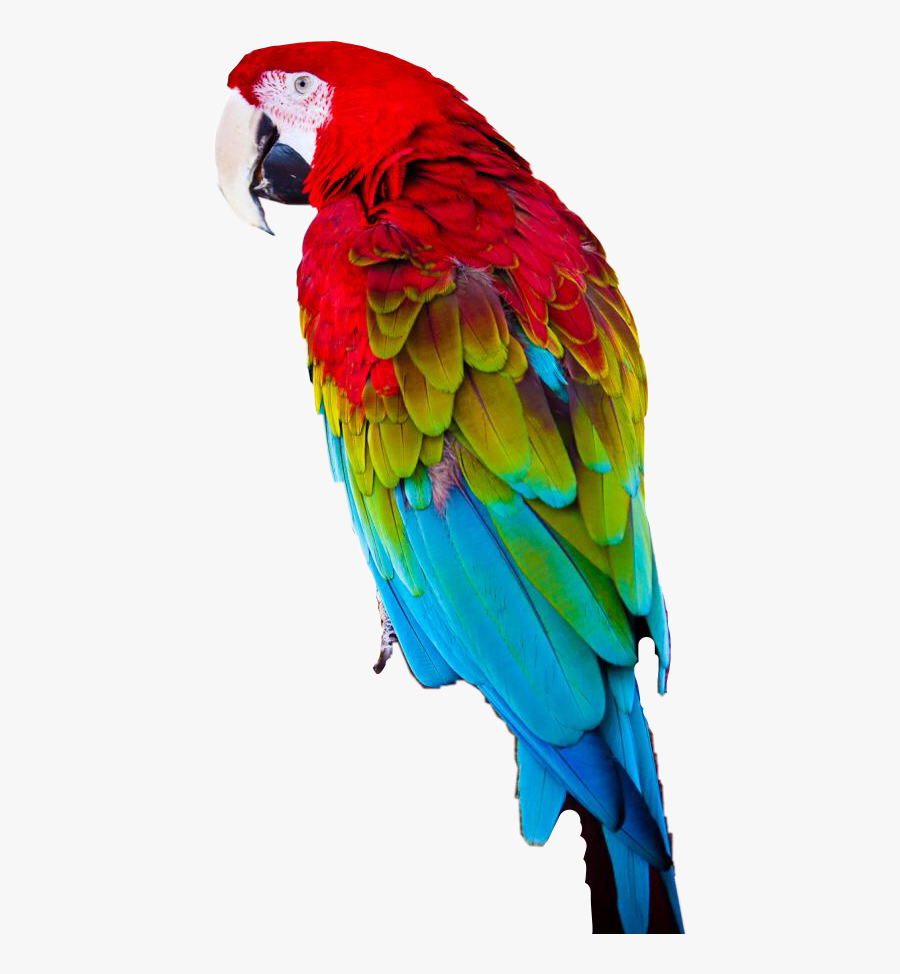 Macaw Parrot Colorful - Macaw, Transparent Clipart