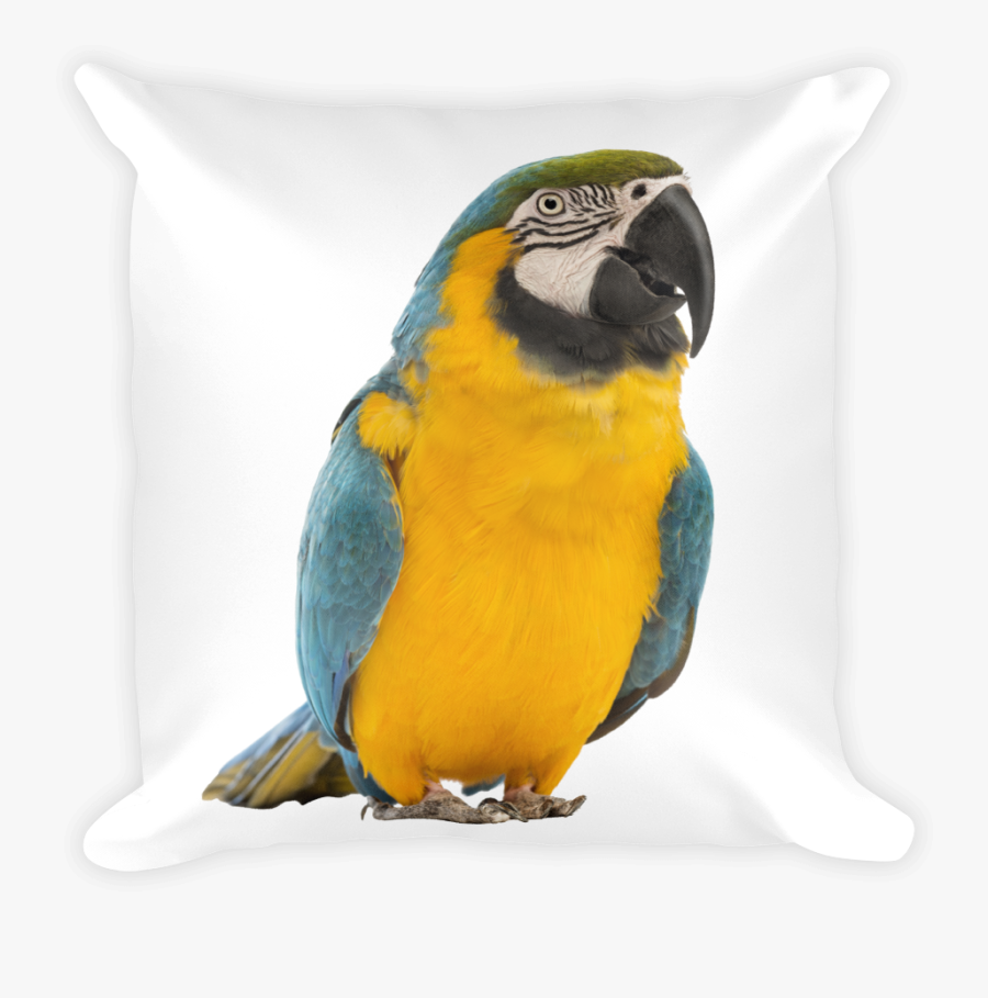 Macaw Print Square Pillow - Blue-and-yellow Macaw, Transparent Clipart