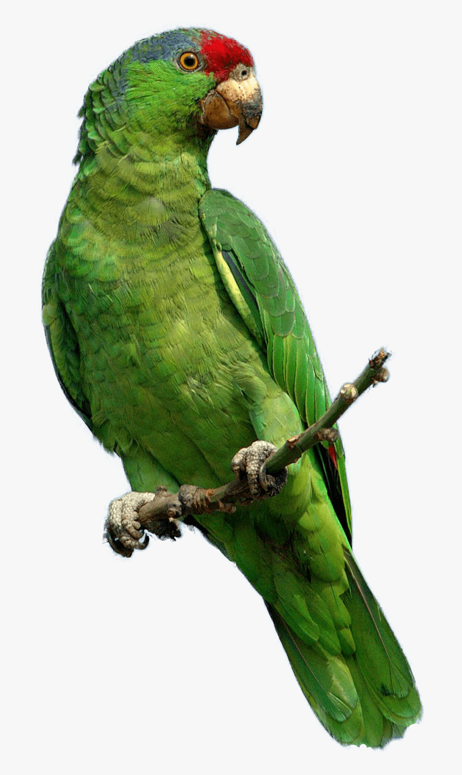 Green Parrot Clipart Png - Green Parrot Png, Transparent Clipart