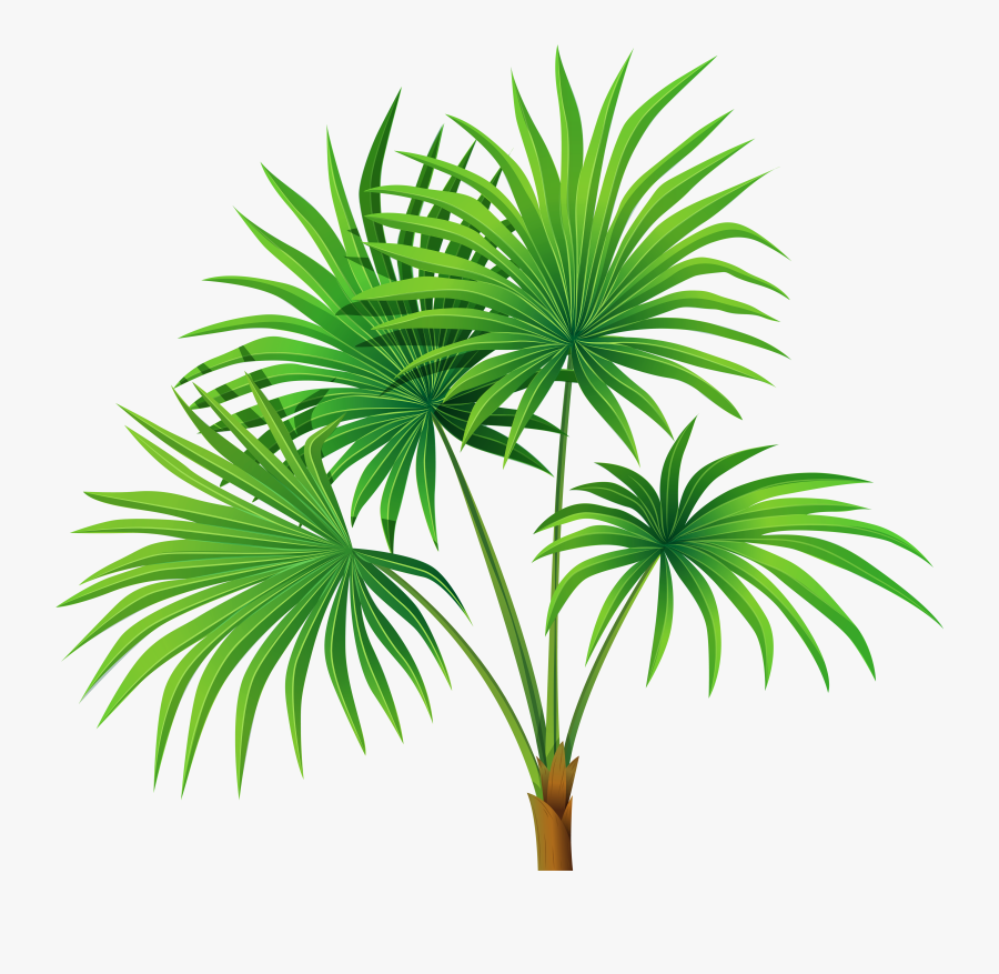 Palm Tree Leaves Clipart , Png Download - Palm Plant Clipart, Transparent Clipart