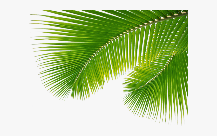 Transparent Background Palm Leaves Png, Transparent Clipart