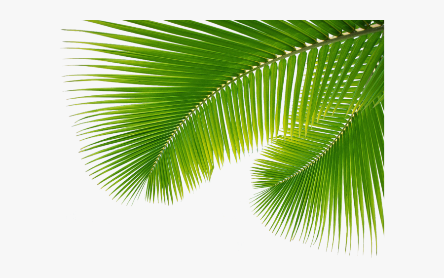 transparent background palm leaves png free transparent clipart clipartkey transparent background palm leaves png