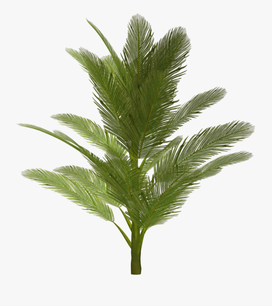 Palm Tree Png - Trees For Architectural Renderings, Transparent Clipart