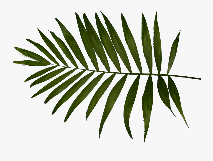 Real Palm Leaves Transparent Background, Transparent Clipart