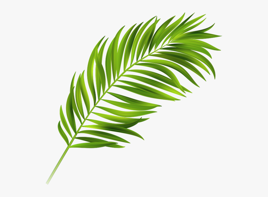 Image Result For Palm Leaves - Tropical Leaf Graphic, Transparent Clipart