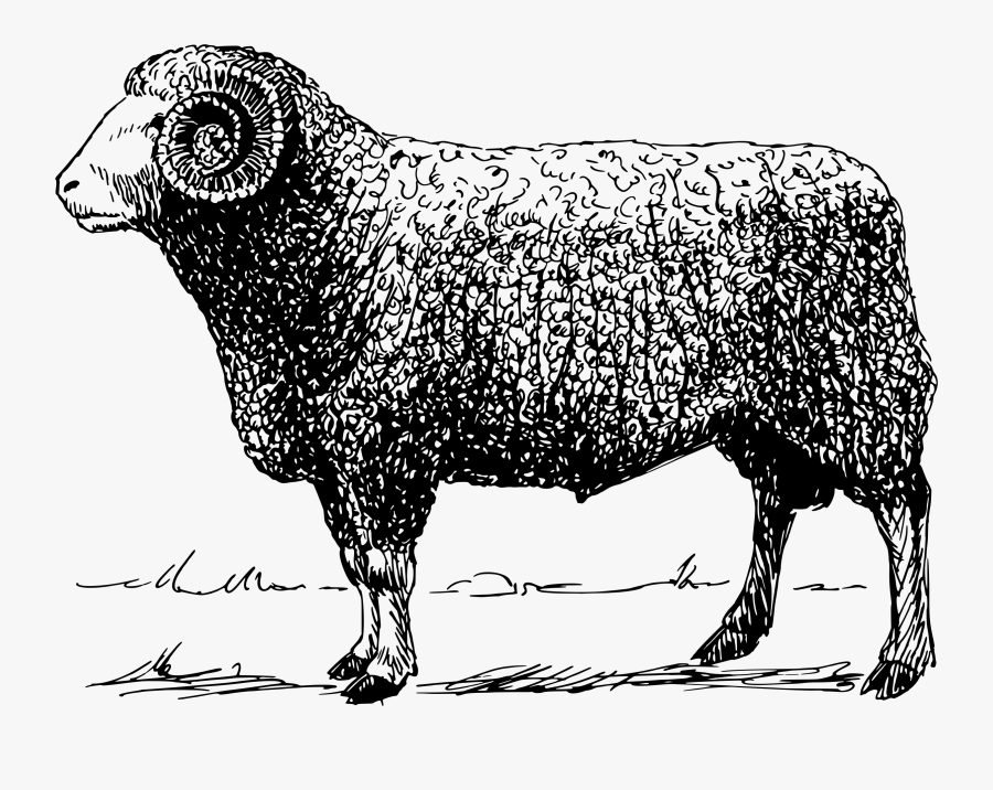 Mammal Clipart Ram - Ram Vector, Transparent Clipart