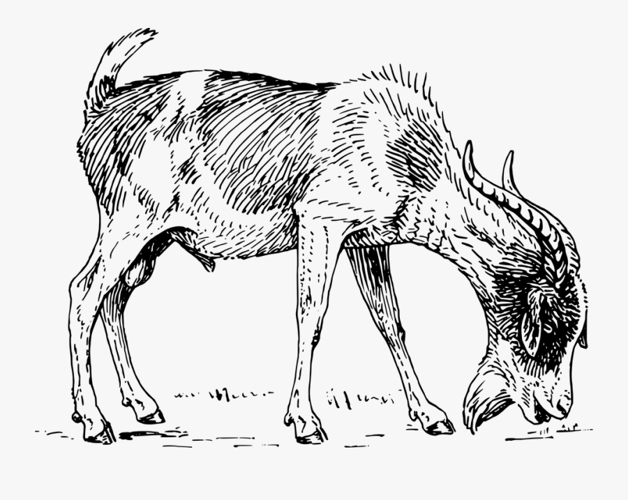 Goat, Capricorn, Billy Goat, Kid, Horns, Beard, Grazing - Goat Drawing Eating Grass, Transparent Clipart