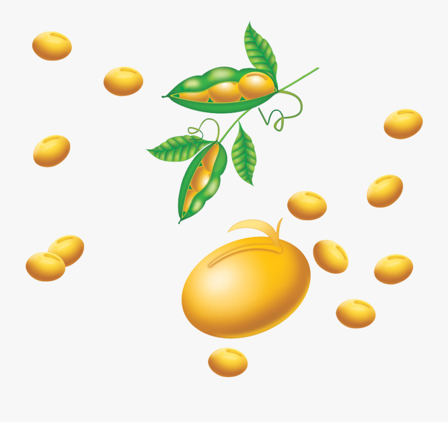 Soybean Png - Soybean Clipart, Transparent Clipart