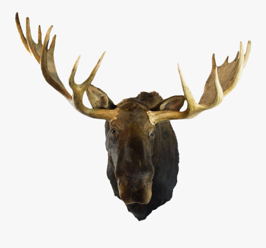 Transparent Moose Clipart - Mounted Moose Head Png, Transparent Clipart