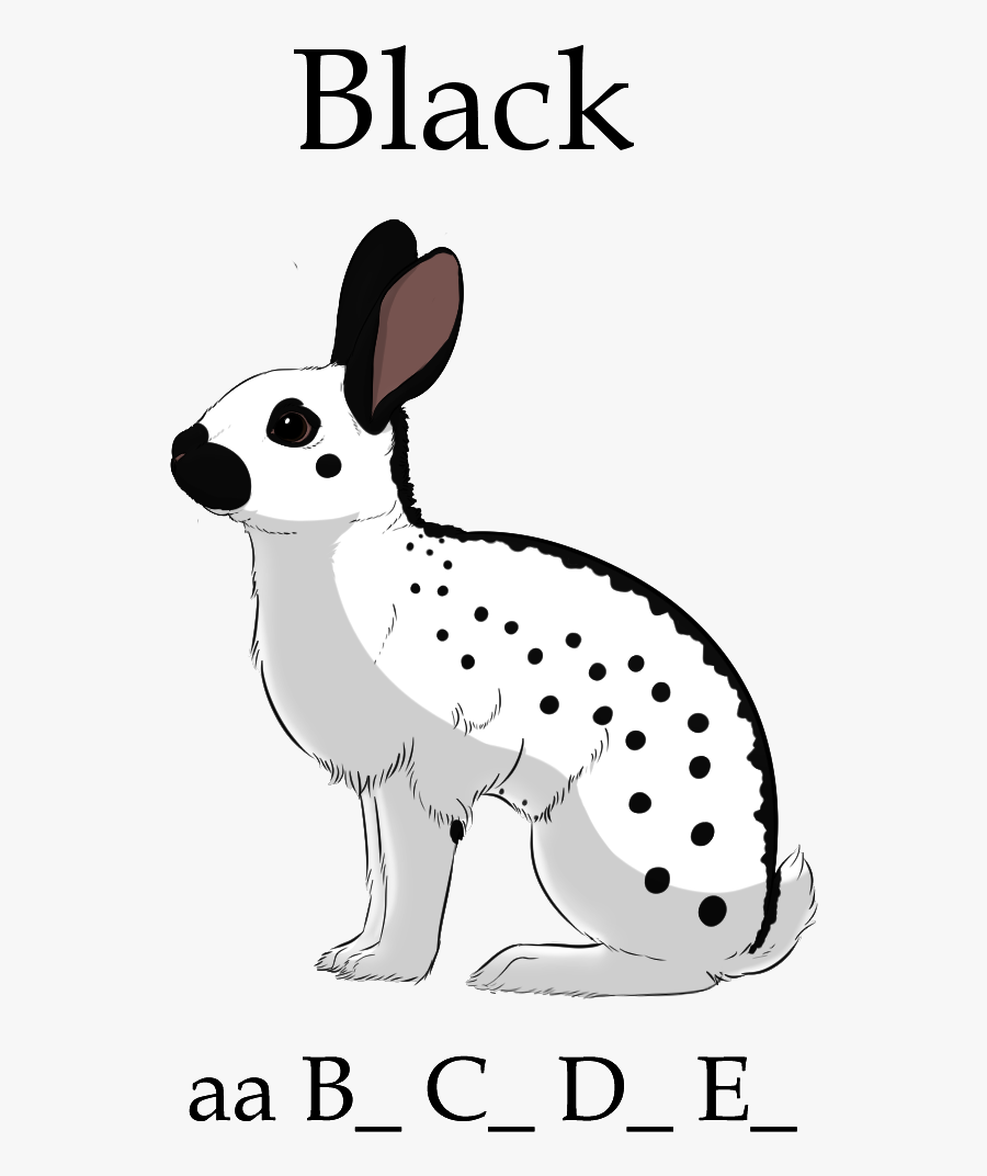 Picture - Domestic Rabbit, Transparent Clipart