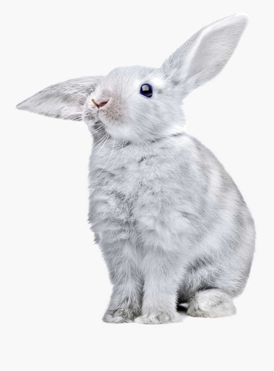 Clip Art Png Images Free Pictures - Grey Rabbit Transparent Background, Transparent Clipart