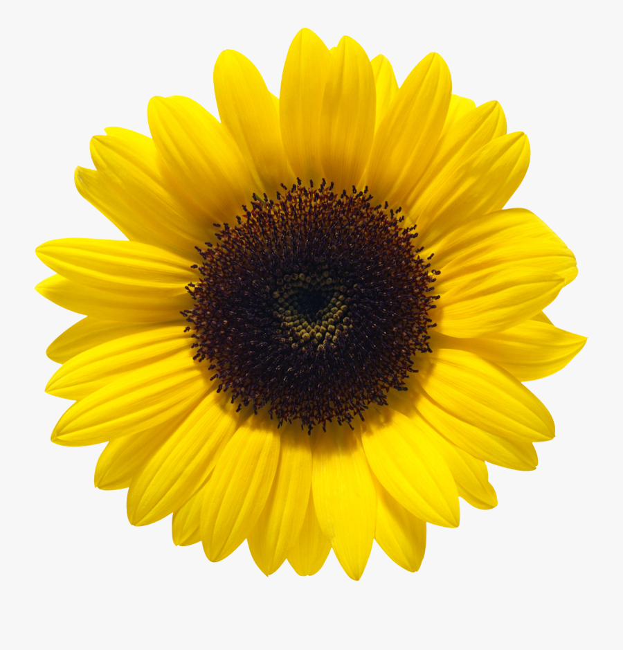 Transparent Annual Clipart - Transparent Background Sunflower Png, Transparent Clipart