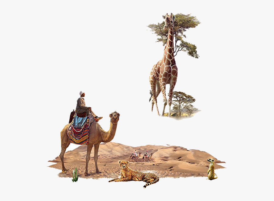 Desert Animal Png, Transparent Clipart