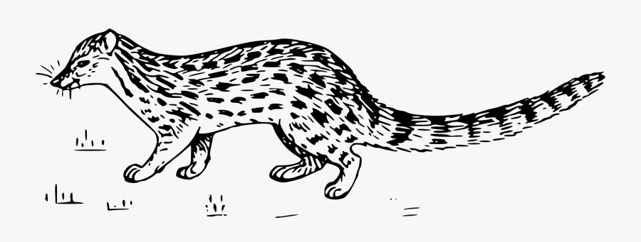 Wild - Genet Coloring Page, Transparent Clipart