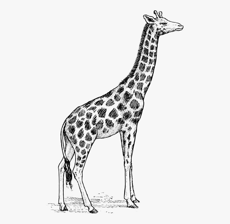 Giraffe - Giraffe Drawing, Transparent Clipart