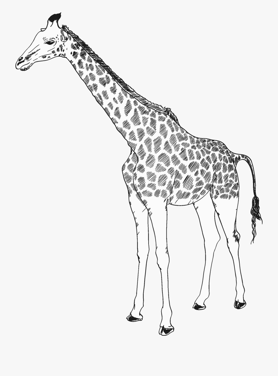 Bigwig Scene Giraffe - Giraffe, Transparent Clipart