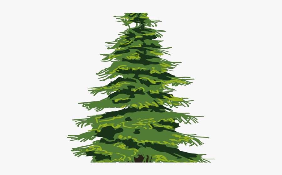 Evergreen Tree Clipart - Transparent Pine Tree Clipart, Transparent Clipart