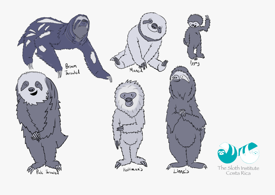 Transparent Sloth Png - Illustration, Transparent Clipart