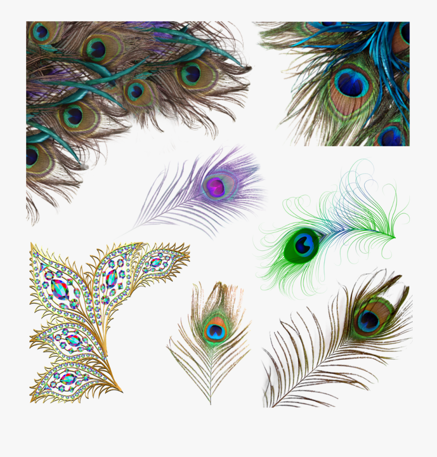 Transparent Peacock Feathers Png, Transparent Clipart